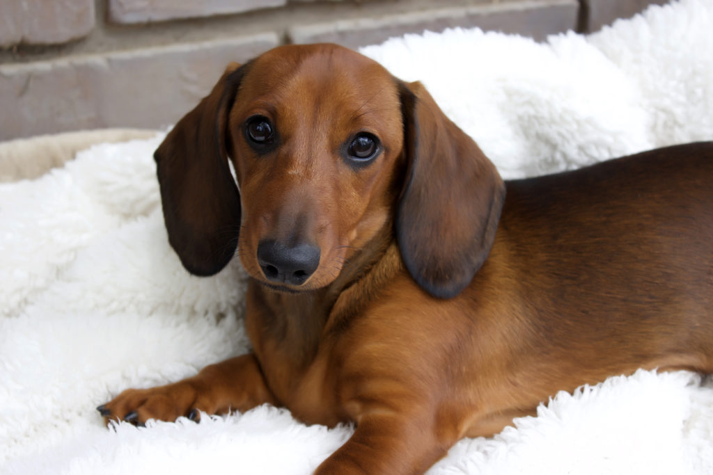 Available Puppies - Regal Red Dachshunds