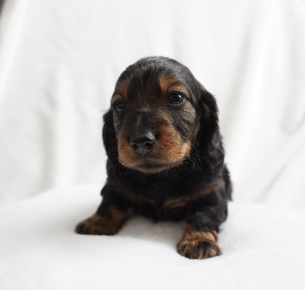 Past puppies - Regal Red Dachshunds