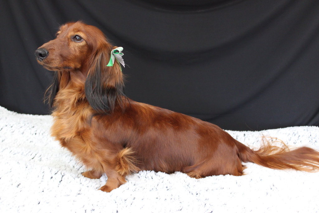 Shaded Red Long Haired Dachshund Puppy