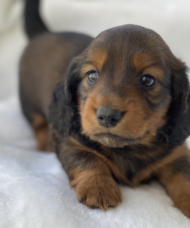 Available Puppies - Regal Red Dachshunds