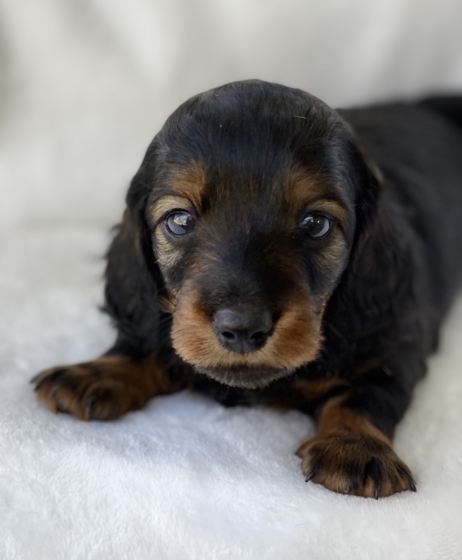 Available Puppies - Regal Red Dachshunds