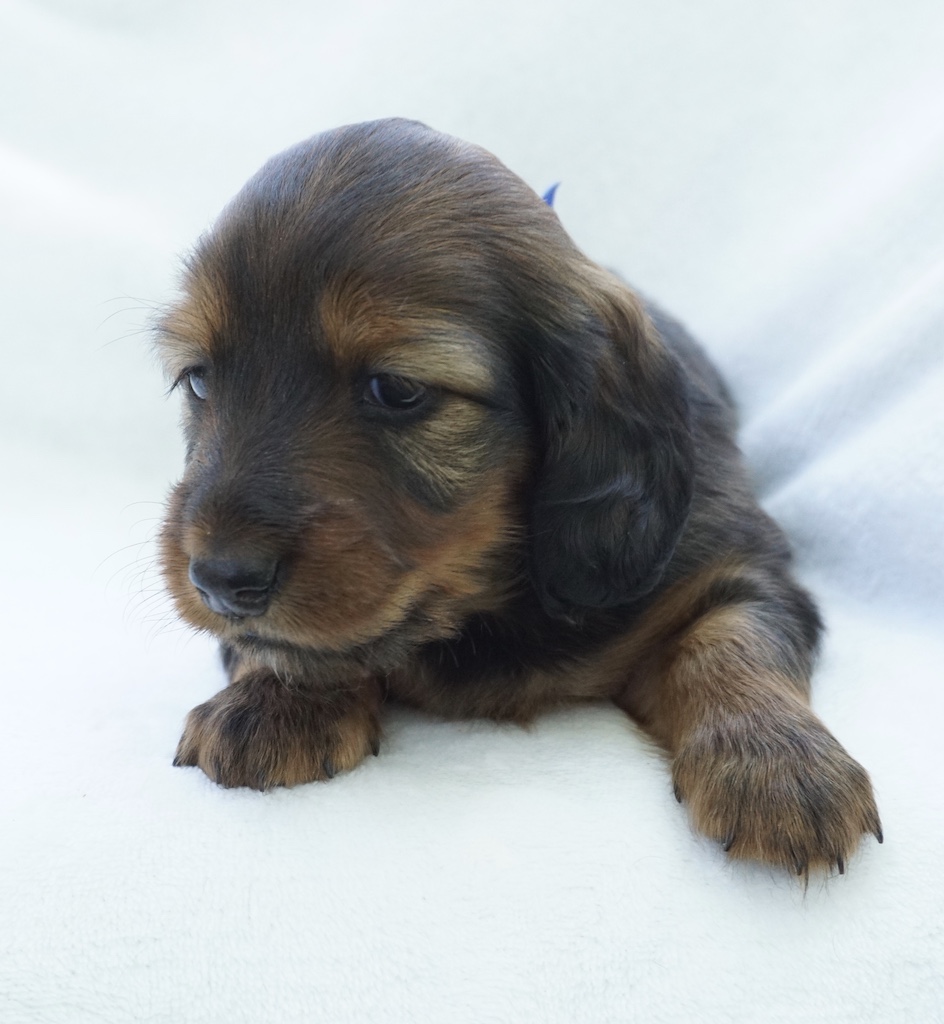 Available Puppies - Regal Red Dachshunds