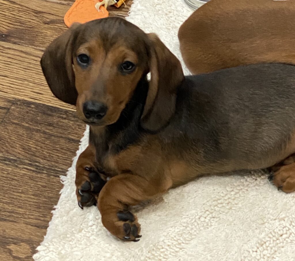 Past puppies - Regal Red Dachshunds