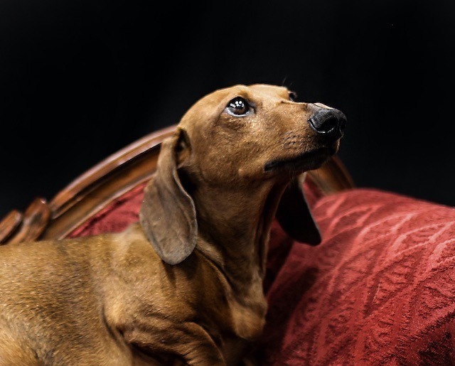 Short-Haired Red Dachshund Sitting on a Red Patterned Couch Looking Upward Against a Black Background