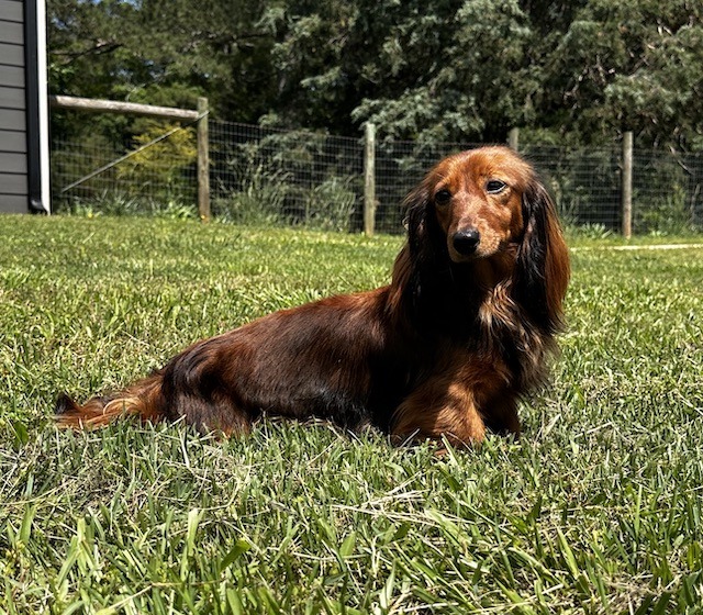 Longhaired Red Dachshund Lying on Green Grass in a Sunny Fenced Yard