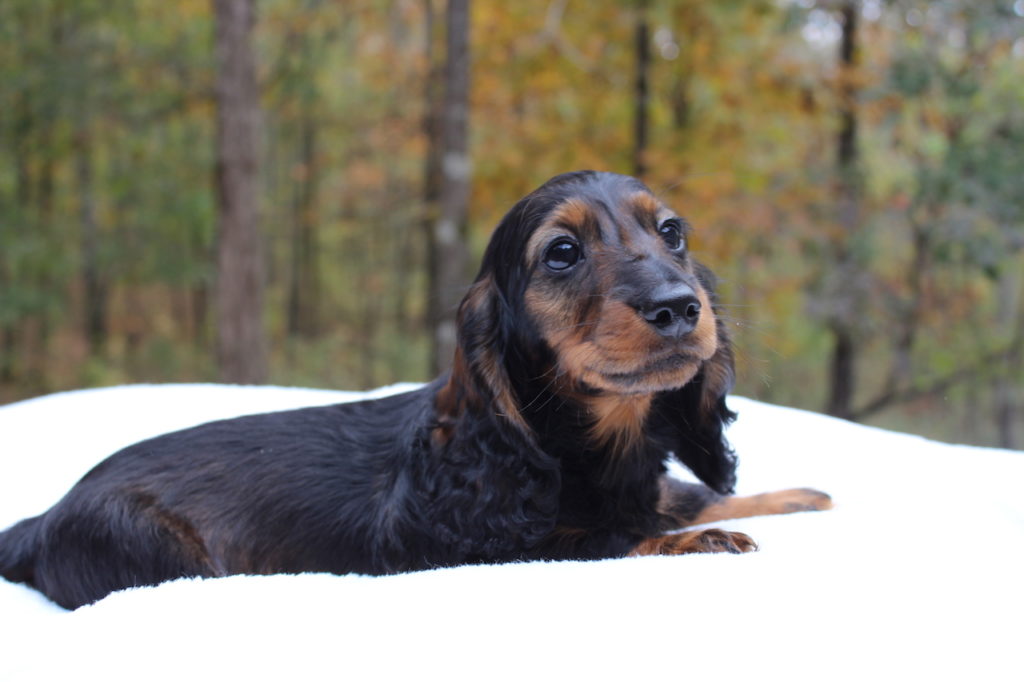 Black and Tan Longhaired Dachshund Puppy Laying on a White Surface Outdoors with a Blurred Autumn Forest Background