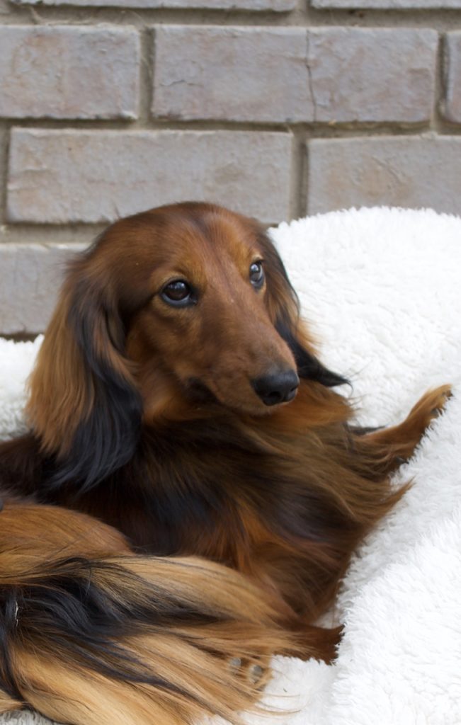 Longhaired Red Dachshund with Black Accents Lying on a White Fluffy Blanket