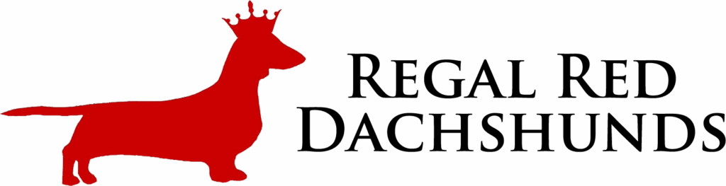 Regal Red Dachshunds