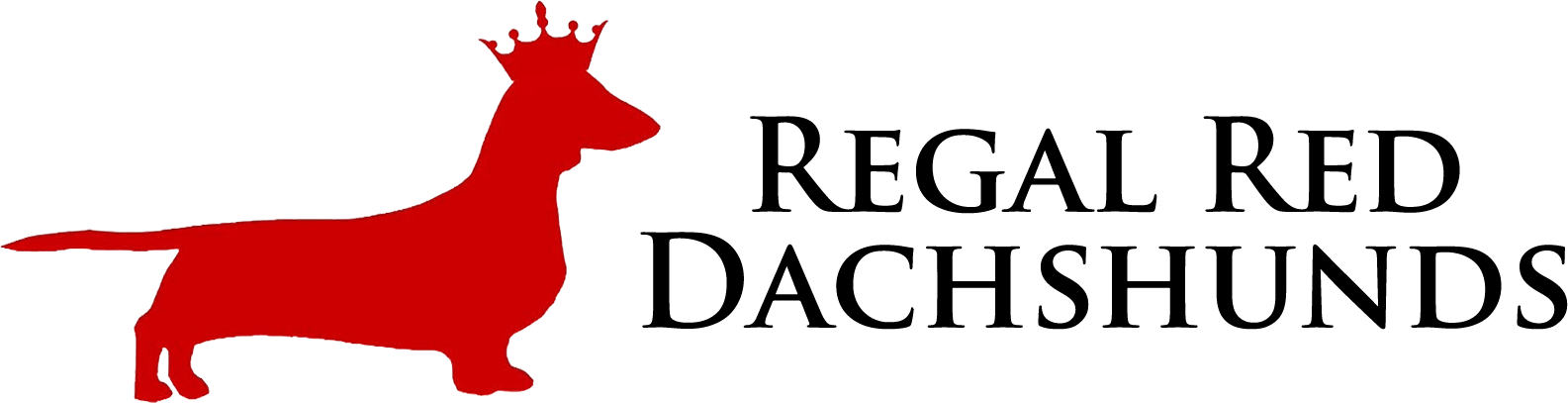 Regal Red Dachshunds