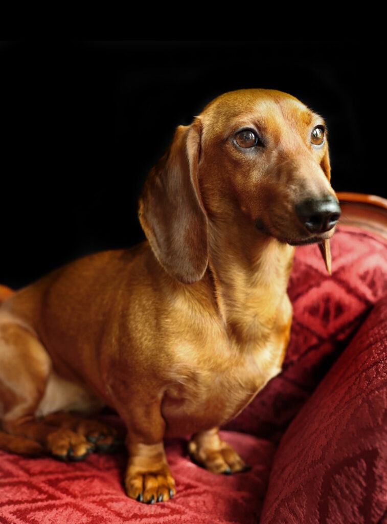 Red Smooth-Coated Dachshund Sitting Upright on a Red Patterned Chair