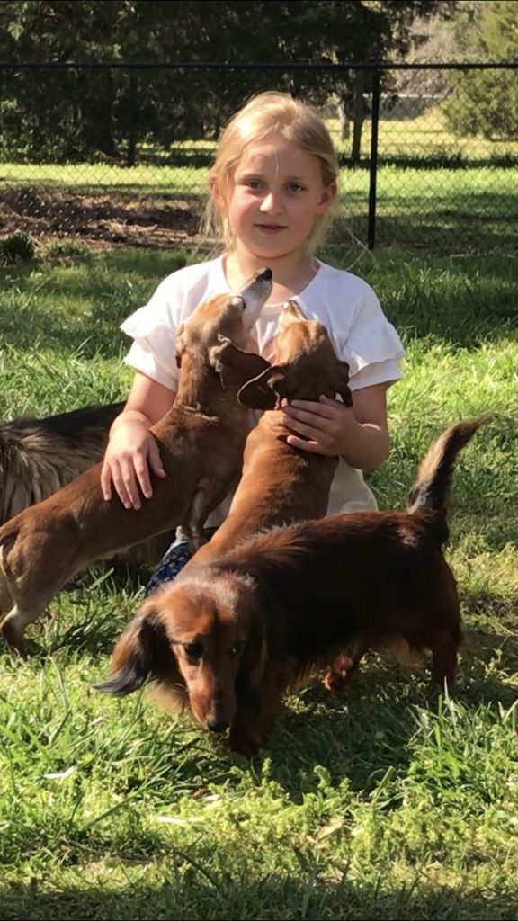 Young Girl Sitting on Grass in a Sunny Backyard Smiling While Surrounded by Several Dachshunds