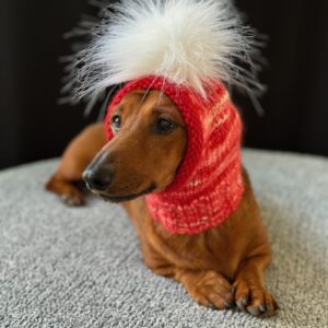 dog wearing a hand knitted hat